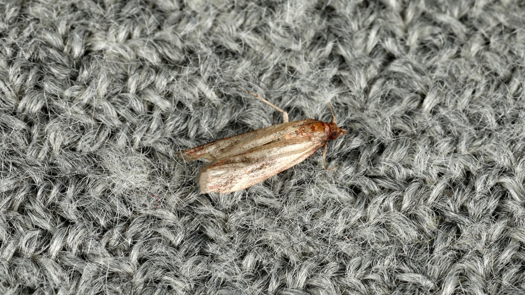 Carpet Moths: How to spot them, and what to do!